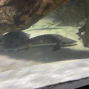 siberian sturgeon (huso baerii)