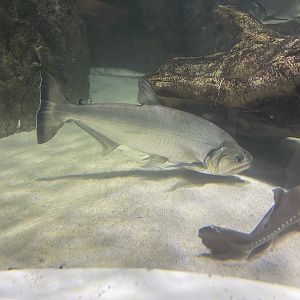 payara (hydrolycus armatus) (1)