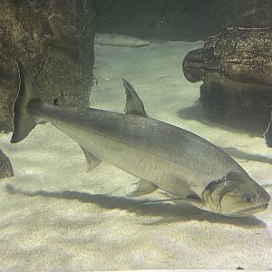 payara (hydrolycus armatus) (2)