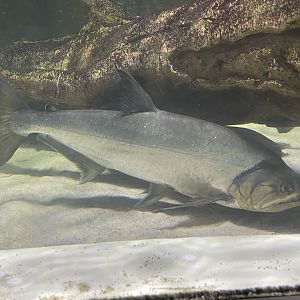 payara (hydrolycus armatus) (3)