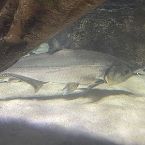 payara (hydrolycus armatus) (4)