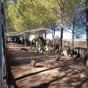 Peacock exhibit - Bioparque La Rocha