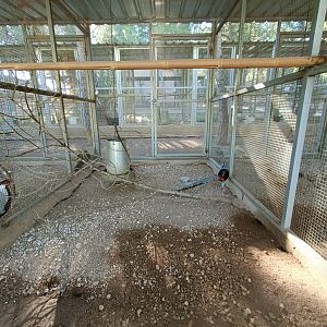 Lady Amherst's pheasant exhibit - Bioparque La Rocha