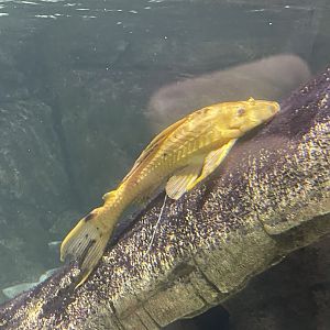 albino amazon sailfin catfish (pterygoplichthys pardalis)
