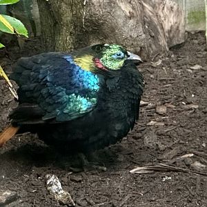 Himalayan Monal (Male)