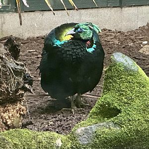 Himalayan Monal (Male)