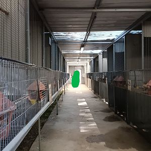 Inside pigeon aviaries - Bioparque La Rocha