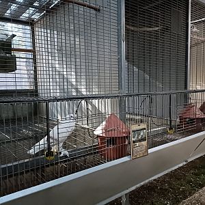 Pigeon exhibit - Bioparque La Rocha