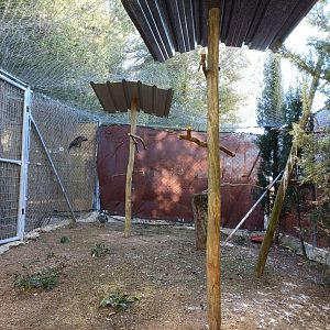 Eurasian goshawk exhibit - Bioparque La Rocha