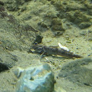 Shuttles Hoppfish (Periophthalmus modestus)