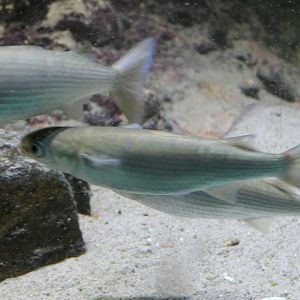 Sea Mullet (Mugil cephalus)