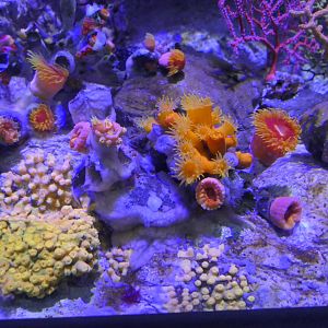 Hydrozoanthus gracilis, Rhizopsammia minuta mutsuensis, Dendrophyllia sp. and others