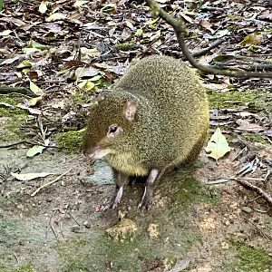 Red-rumped agouti (Dasyprocta leporina)