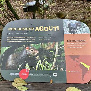 Red-rumped Agouti Signage