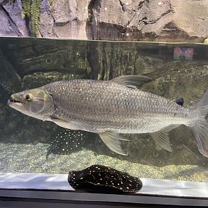 goliath tigerfish (hydrocynus goliath)