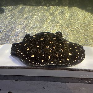 bigtooth river stingray (potamotrygon henlei)