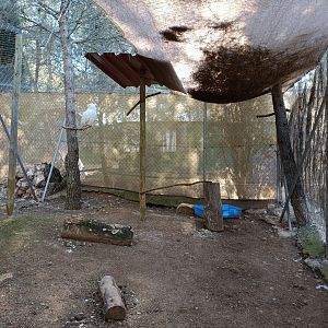 Snowy owl exhibit - Bioparque La Rocha