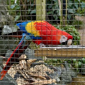 Scarlet macaw (Ara macao)