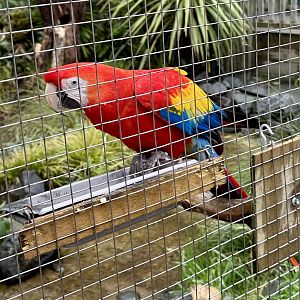 Scarlet macaw (Ara macao)