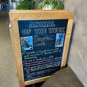 Animal of the Week (Masamba)