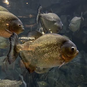 red-bellied piranha (pygocentrus nattereri) (1)