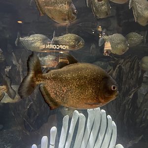 red-bellied piranha (pygocentrus nattereri) (2)