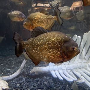 red-bellied piranha (pygocentrus nattereri) (3)