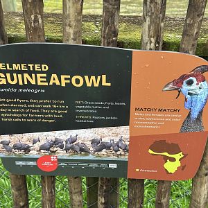 Helmeted Guineafowl Signage