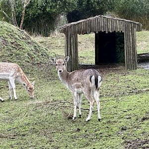 Fallow deer (Dama dama)