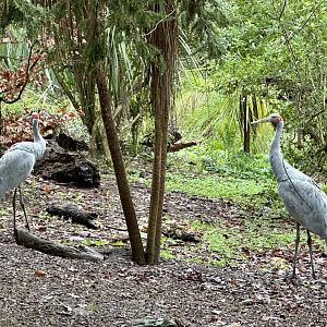 Brolga Pair