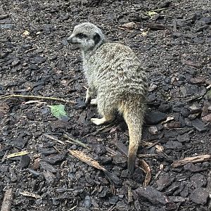 Slender-tailed meerkat (Suricata suricatta)