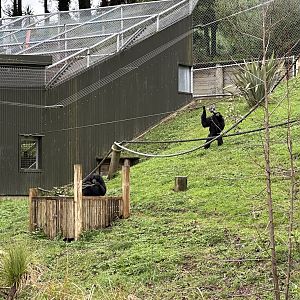 Siamang Pair (Itam and Peggy)
