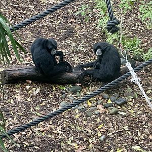 Siamang Pair (Lima and Kasih)