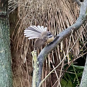 New Zealand fantail (Rhipidura fuliginosa)