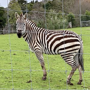 Plains zebra (Equus quagga)