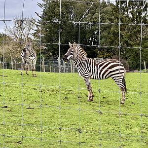 Plains Zebra (Geldings)