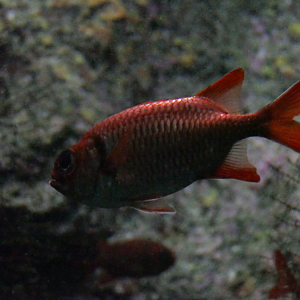 Kochi Soldierfish (Myripristis kochiensis)