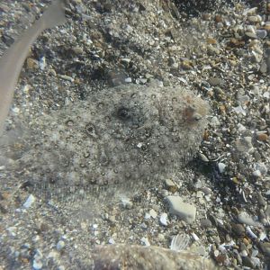 Heraganzoubirame (Pseudorhombus oculocirris)