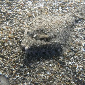 Marbled Flounder (Pseudopleuronectes yokohamae)