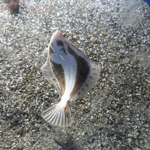 Stone Flounder (Platichthys bicoloratus)