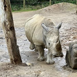Moesha (Southern White Rhinoceros)