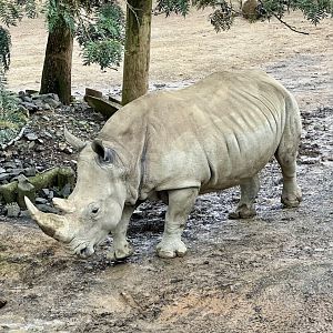 Kito (Southern White Rhinoceros)
