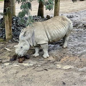 Imani (Southern White Rhinoceros)