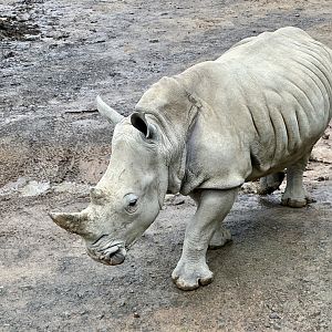 Zahra (Southern White Rhinoceros)