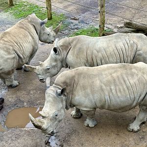 Southern White Rhinoceros Cows