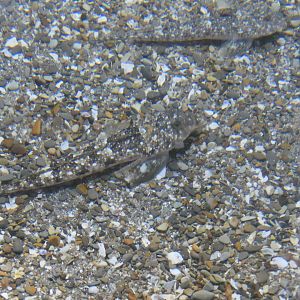 Horn Dragonet (Repomucenus curvicornis)
