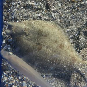 Finespotted Flounder (Pleuronichthys lighti)