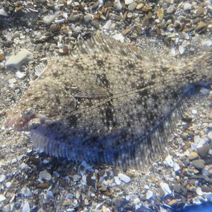 Stone Flounder (Platichthys bicoloratus)