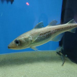 Alaska Pollock (Gadus chalcogrammus)