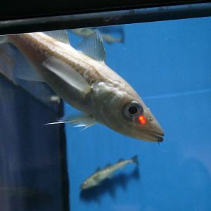 Alaska Pollock (Gadus chalcogrammus)